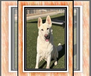 - Mix Dogs for adoption in Winston Salem, NC, USA