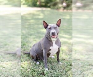 American Pit Bull Terrier Dogs for adoption in Fargo, ND, USA