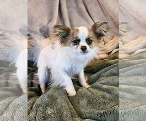 Papillon Dogs for adoption in Bon Carbo, CO, USA