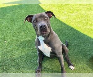 American Pit Bull Terrier-Weimaraner Mix Dogs for adoption in Orange, CA, USA