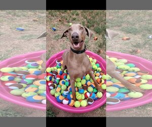 Doberman Pinscher Dogs for adoption in Temecula, CA, USA