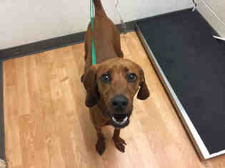 Redbone Coonhound Dogs for adoption in Fort Collins, CO, USA