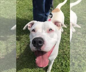 American Pit Bull Terrier Dogs for adoption in Vero Beach, FL, USA