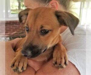 Dachshund-Unknown Mix Dogs for adoption in Point Pleasant, PA, USA