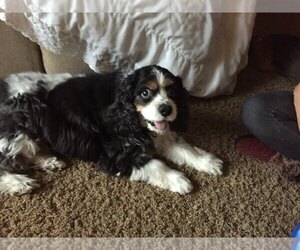 Cavalier King Charles Spaniel Dogs for adoption in Princeton, MN, USA