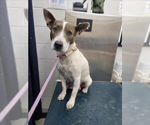 Bull Terrier-Unknown Mix Dogs for adoption in Mobile, AL, USA