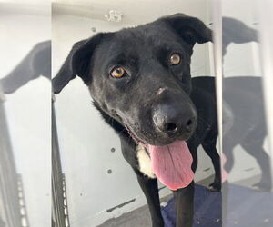 Labrador Retriever-Unknown Mix Dogs for adoption in Stockton, CA, USA