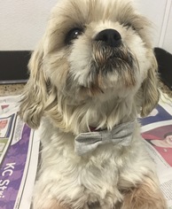 Shih Tzu Dogs for adoption in Holden, MO, USA