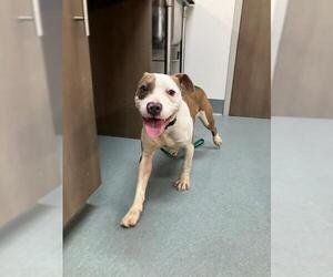 Mutt Dogs for adoption in Baytown, TX, USA