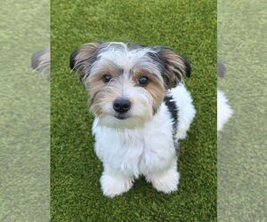 Mutt Dogs for adoption in Spring, TX, USA