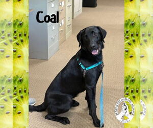 Mutt Dogs for adoption in Red Lodge, MT, USA