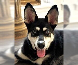 - Mix Dogs for adoption in Spring, TX, USA