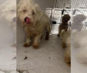 Mal-Shi Dogs for adoption in Houston, TX, USA