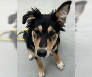 Border Collie Dogs for adoption in Salinas, CA, USA