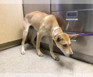 Siberian Husky-Unknown Mix Dogs for adoption in Riverside, CA, USA