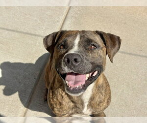 Mutt Dogs for adoption in Tulsa, OK, USA