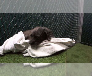 Mutt Dogs for adoption in Downey, CA, USA