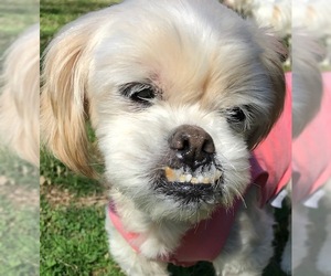 Shih Tzu-Unknown Mix Dogs for adoption in Brownsboro, AL, USA