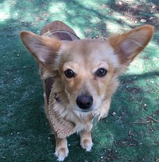 Chihuahua Dogs for adoption in Newhall, CA, USA