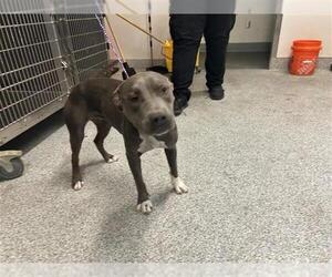 American Pit Bull Terrier Dogs for adoption in Houston, TX, USA