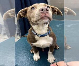 Bulldog-Unknown Mix Dogs for adoption in Mobile, AL, USA