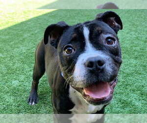 French Bulldog-Unknown Mix Dogs for adoption in Moreno Valley, CA, USA