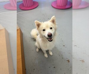 Samoyed Dogs for adoption in Oak Bluffs, MA, USA