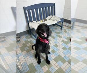Labradoodle Dogs for adoption in Fort Collins, CO, USA