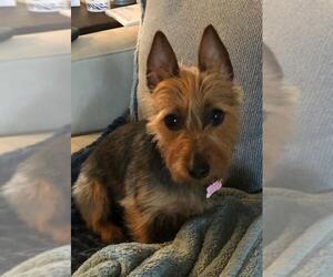 Australian Terrier Dogs for adoption in Spring, TX, USA