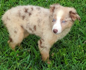 Australian Shepherd Dogs for adoption in Cumming, GA, USA