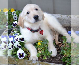 Golden Retriever Dogs for adoption in Germanton, TN, USA