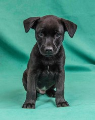 Labrador Retriever Dogs for adoption in Davis, CA, USA