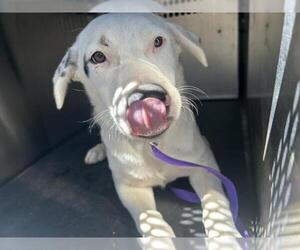 Border Collie Dogs for adoption in San Martin, CA, USA
