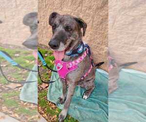 German Shepherd Dog-Great Dane Mix Dogs for adoption in Bethesda, MD, USA
