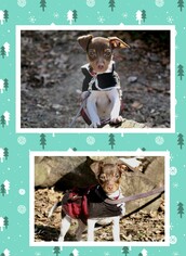 American Rat Pinscher Dogs for adoption in Genoa City, WI, USA