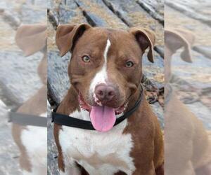 American Staffordshire Terrier-Unknown Mix Dogs for adoption in Natchitoches, LA, USA