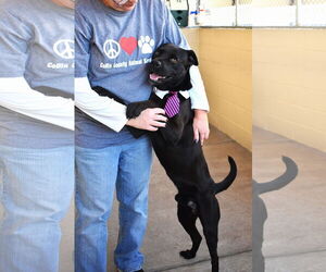 Boxador Dogs for adoption in McKinney, TX, USA