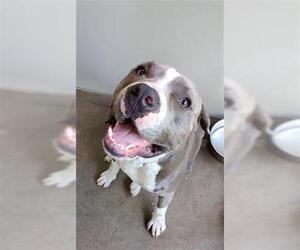 American Pit Bull Terrier Dogs for adoption in Santa Barbara, CA, USA