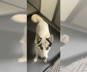 Siberian Husky Dogs for adoption in Glen Allen, VA, USA