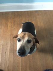 Medium Photo #1 Beagle-Unknown Mix Puppy For Sale in Cincinnati, OH, USA