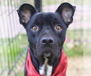Labrador Retriever-Unknown Mix Dogs for adoption in San Antonio, TX, USA