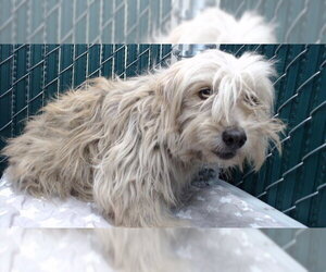 Mutt Dogs for adoption in Downey, CA, USA