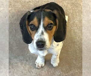 Beagle Dogs for adoption in Dunnellon, FL, USA