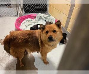 Chow Chow-Unknown Mix Dogs for adoption in Tulsa, OK, USA