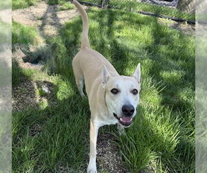 German Shepherd Dog-Unknown Mix Dogs for adoption in Aurora, IL, USA
