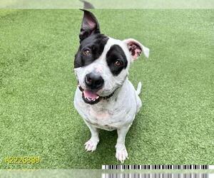 American Pit Bull Terrier Dogs for adoption in West Palm Beach, FL, USA