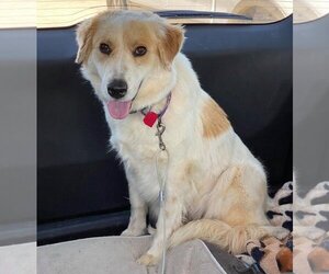 Brittany-Great Pyrenees Mix Dogs for adoption in Whitewright, TX, USA