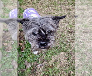 Shih Tzu-Unknown Mix Dogs for adoption in Mooresville, NC, USA