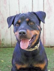 Rottweiler Dogs for adoption in Inverness, FL, USA