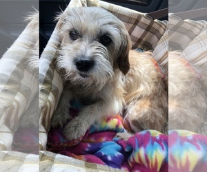 Lhasa Apso-Unknown Mix Dogs for adoption in Spring, TX, USA